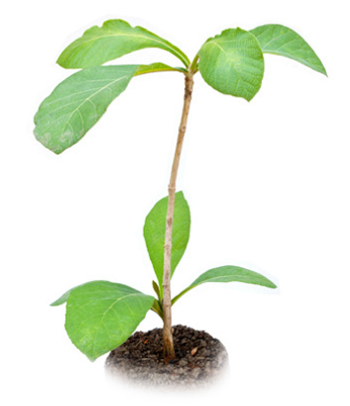 Sustainability